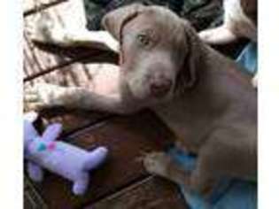 Weimaraner Puppy for sale in Oakville, WA, USA