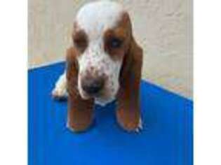 Basset Hound Puppy for sale in Atlantic Beach, NC, USA