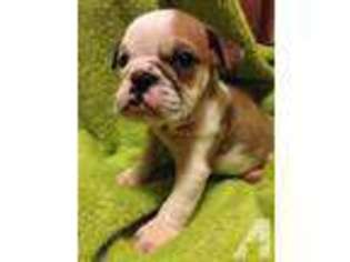 Bulldog Puppy for sale in MOREHEAD, KY, USA