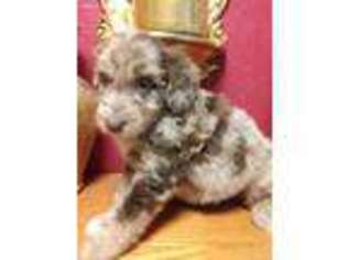Mutt Puppy for sale in Tipton, IN, USA