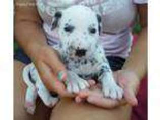 Dalmatian Puppy for sale in Marshfield, MO, USA