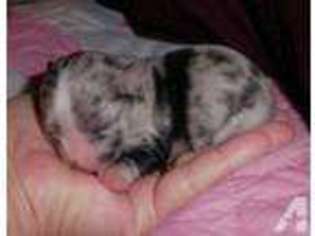 Mutt Puppy for sale in BOAZ, AL, USA