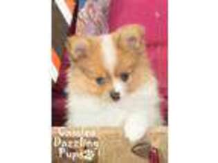 Pomeranian Puppy for sale in Iola, KS, USA