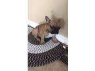 French Bulldog Puppy for sale in Brentwood, NY, USA