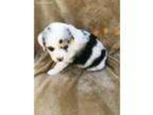 Miniature Australian Shepherd Puppy for sale in Alvarado, TX, USA
