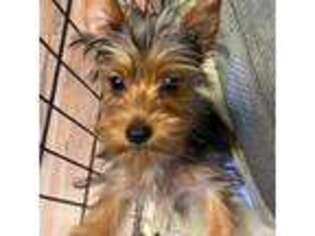 Yorkshire Terrier Puppy for sale in Waynesboro, VA, USA