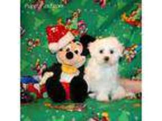 Maltese Puppy for sale in Newport, NE, USA
