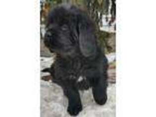 Newfoundland Puppy for sale in Hastings, NE, USA