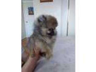 Pomeranian Puppy for sale in Oxnard, CA, USA