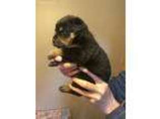 Rottweiler Puppy for sale in Springbrook, WI, USA