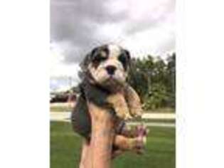 Bulldog Puppy for sale in West Palm Beach, FL, USA