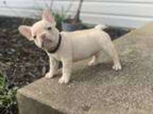 French Bulldog Puppy for sale in Canal Winchester, OH, USA