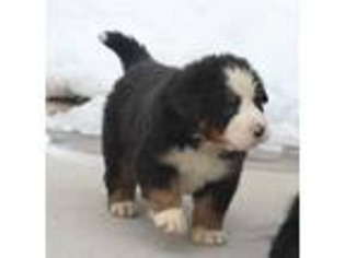 Bernese Mountain Dog Puppy for sale in Preston, ID, USA