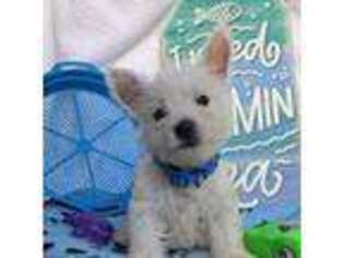 West Highland White Terrier Puppy for sale in Clinton, AR, USA