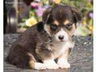 Pembroke Welsh Corgi Puppy for sale in Washington, KS, USA