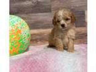 Cavapoo Puppy for sale in Cumberland, OH, USA