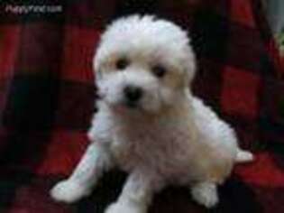 Havanese Puppy for sale in Hickory, NC, USA