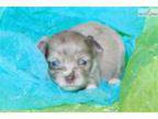 Puppyfinder Com Chihuahua Puppies Puppies For Sale Near Me In Fort Smith Arkansas Usa Page 1 Displays 10