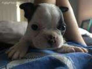 Boston Terrier Puppy for sale in Auburn, WA, USA