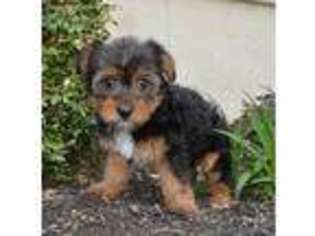 Yorkshire Terrier Puppy for sale in Celina, OH, USA