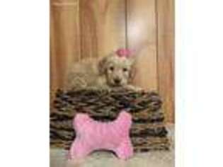 Goldendoodle Puppy for sale in Tabor City, NC, USA