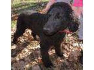 Goldendoodle Puppy for sale in Colcord, OK, USA
