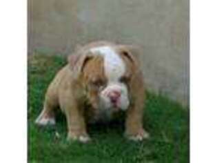 Olde English Bulldogge Puppy for sale in Pflugerville, TX, USA