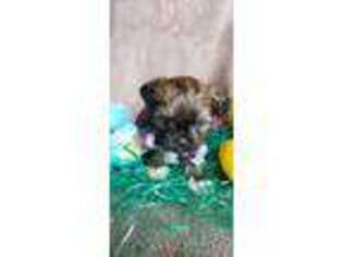 Shorkie Tzu Puppy for sale in Defiance, OH, USA