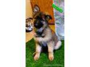 German Shepherd Dog Puppy for sale in Louisville, OH, USA