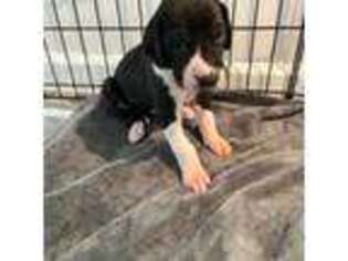 Great Dane Puppy for sale in Benson, AZ, USA