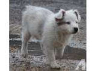 Miniature Australian Shepherd Puppy for sale in KENT, WA, USA