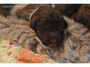 Mutt Puppy for sale in Elba, AL, USA