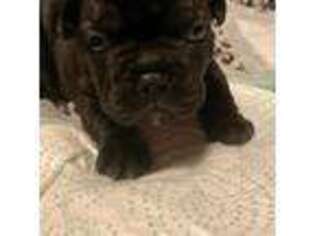 French Bulldog Puppy for sale in Hampton, VA, USA