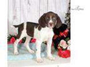 German Shorthaired Pointer Puppy for sale in Williamsport, PA, USA