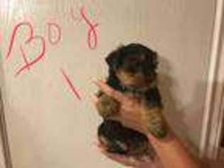 Yorkshire Terrier Puppy for sale in San Antonio, TX, USA