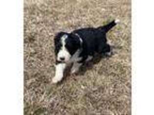 Mutt Puppy for sale in Rochester, MA, USA