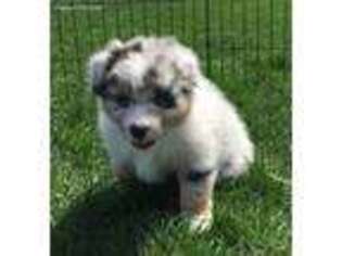 Australian Shepherd Puppy for sale in Mount Sterling, IL, USA
