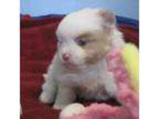 Pomeranian Puppy for sale in Springfield, IL, USA