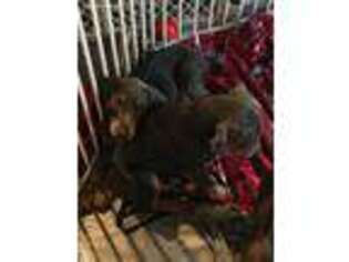 Doberman Pinscher Puppy for sale in Marion, IA, USA