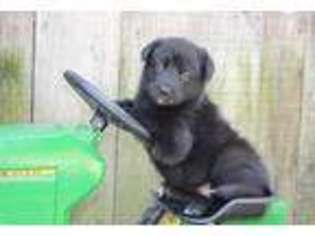 German Shepherd Dog Puppy for sale in Goshen, IN, USA