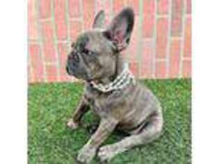 French Bulldog Puppy for sale in Fargo, ND, USA