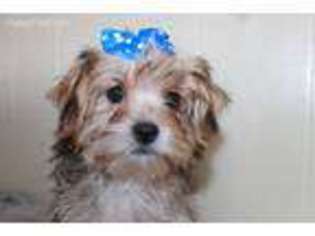 Shorkie Tzu Puppy for sale in Goshen, IN, USA