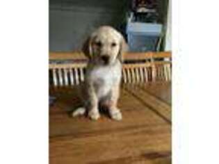 Golden Retriever Puppy for sale in Hurricane, UT, USA