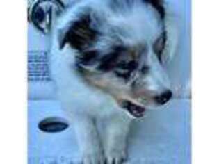 Shetland Sheepdog Puppy for sale in Ocala, FL, USA