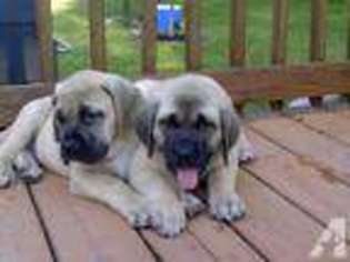 Mastiff Puppy for sale in FAYETTEVILLE, OH, USA