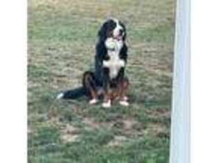 Bernese Mountain Dog Puppy for sale in Middleburg, PA, USA