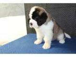 Saint Bernard Puppy for sale in Arkansaw, WI, USA