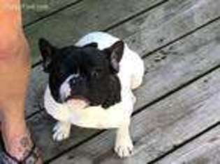French Bulldog Puppy for sale in Decatur, MI, USA