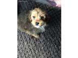 Cavapoo Puppy for sale in Mechanicsburg, PA, USA