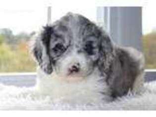 Cavapoo Puppy for sale in Massillon, OH, USA